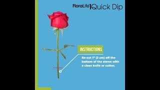 FloraLife® Quick Dip  Instructions [upl. by Freyah371]