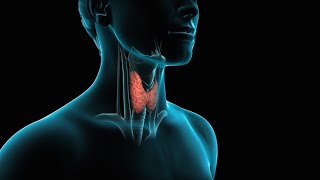 Thyroid Hormone  Pharmacology  In Hindu 5th semester pharmacyexam [upl. by Opiak481]