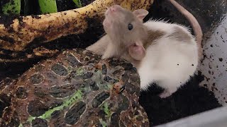 Craziest Pac Man Frog Live Feeding Rat Escapes Cage [upl. by Odawa]