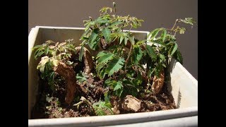 Creative Farmer Albizia Julibrissin Silk Plant Bonsai [upl. by Giff]