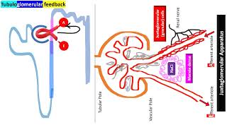 KIDNEY BLOOD FLOW AND STRUCTURE 2024 [upl. by Ahseret]