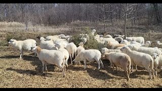 Feeding Pine Trees to Sheep [upl. by Grey]