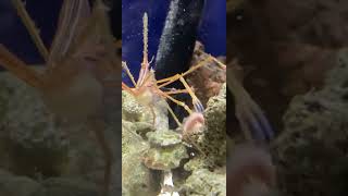 Arrow Crab catches Bristle Worm in Saltwater Tank at home [upl. by Harness493]