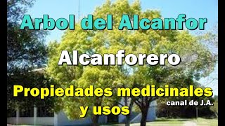 Árbol del Alcanfor o Alcanforero  Propiedades medicinales y usos [upl. by Adlei]