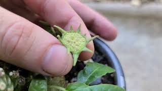 Dorstenia foetida launching seeds in slow motion [upl. by Enellij]