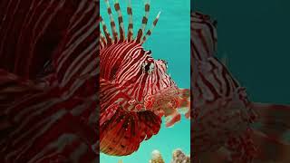 Silent Predator The Lionfish Invasion and the Fight to Save Our Oceans। [upl. by Dora542]