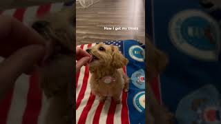 maltipoo training puppy 말티푸일상 [upl. by Maclaine]