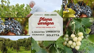 Il MAESTRO VIGNAIOLO UMBERTO SOLETTA  MAMA SARDIGNA ep 13 di 14 [upl. by Felty]