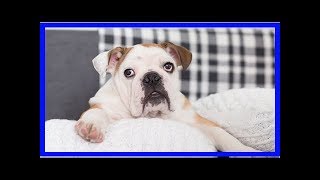 Englische Bulldogge Gesundheit und typische Krankheiten [upl. by Anoel687]