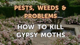 How to Kill Gypsy Moths [upl. by Oriana]