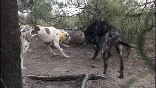 HUNTING WITH CATAHOULAS DOWN UNDER Catahoulas bailing in the scrub [upl. by Ahsinauq]