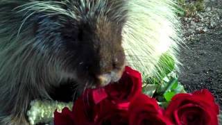 Teddy Bear the porcupine loves Valentines Day treats  With Desktop Subtitles [upl. by Ivz]