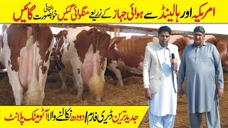 Rasul Cattle Farm  Big Cattle Farming in pakistan  Modern Cow Dairy Farm  Cow Milking Technology [upl. by Sirovaj]