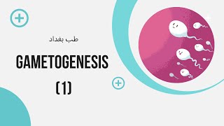 Embryology Gametogenesis 1 [upl. by Jessa]