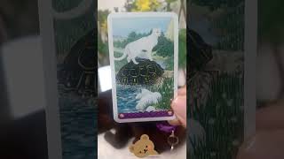 ¡Mensaje para hoy Sal en Busca de tu Persona AMADA Tarot Interactivo [upl. by Adnilec350]