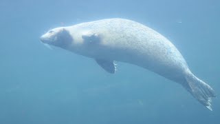 Phoque commun amp Phoque gris  Harbour Seals amp Grey Seal  Oceanopolis Brest [upl. by Nauqe]