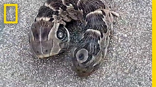 A Stubby TwoHeaded Snake Guess Again  National Geographic [upl. by Osmund]