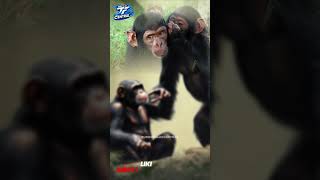 Chimp Talk Surprising HumanLike Communication [upl. by Ambrosius]