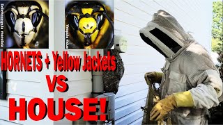 2 Wasp Nests in One House Yellow Jacket and Hornet Removal [upl. by Hamel]