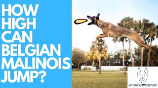 How High Can Belgian Malinois Jump [upl. by Umberto]