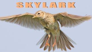 Bird sounds  Skylark chirping [upl. by Nnahtur]