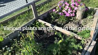 Gardening and Maintaining Land  Mayland Heights  CrossRoads  Calgary NE [upl. by Lertnom864]