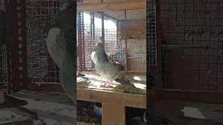 Super pigeon youngpigeon bard ytshorts youtubeshort imrankhan ❤️❤️💕🕊️🕊️ [upl. by O'Neil]