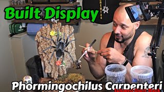 I did a thing  Phormingochilus Carpenteri  Sulawesi Giant Black fyp youtube subscribe [upl. by Kavita]