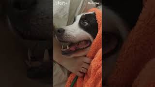 대형견도 귀여워  Bernese Mountain Dog Grooming ASMR [upl. by Kaia997]