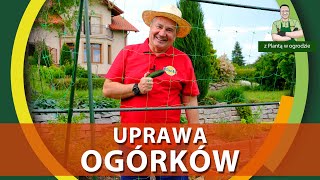 Uprawa ogórków na siatce  Z PLANTĄ W OGRODZIE [upl. by Alakim453]