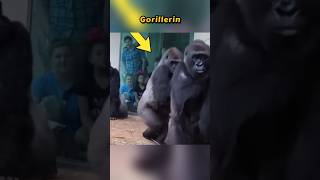 Goriller Sudan Neden Korkuyor 🦍🌊 [upl. by Fortna351]