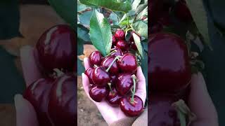 HighYield Cherry Tree Seeds seedscherry [upl. by Adnerb745]