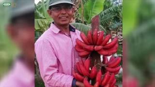 Meet Ram Saran Verma from Barabanki in Uttar Pradesh aka the Banana King [upl. by Srednas]