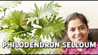 Philodendron Selloum  Canada Indoor Plant Care [upl. by Pellegrini]