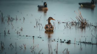 S5  Ep 77  Fowler Guide Service  Pre Season Goose Hunt  Ontario  2024 [upl. by Myo]