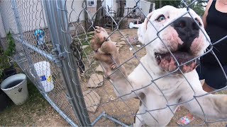 Family In Crisis After Massive Bandog Over Whelms His Dad In Huge Fight [upl. by Ashely]