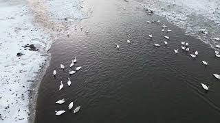 Migrating Trumpeter Swans in Vanderhoof [upl. by Delamare]