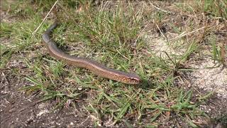 Vroege Vogels  Hazelworm glijdt door het gras [upl. by Tterraj]