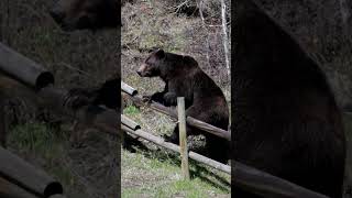 Big Grizzly Bear Climbs FenceWildlife PhotographyJacksonTetonsYellowstone best nature shorts [upl. by Sherrard696]