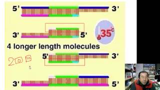 高校生物公開授業PodCast版 PCR法の解説その２ [upl. by Afrika942]