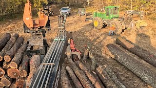 Buck Saw Down at Log Yard Bucking up Veneer Gold Walnut Trees by Hand [upl. by Geldens]