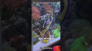 Discover the Ribbon Eel│Colorful GenderChanging Creature of the Coral Reef [upl. by Cantlon768]