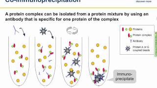 Immunoprecipitation IP principles and troubleshooting [upl. by Ahsieki266]