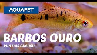 PEIXE BARBOS OURO PUNTIUS SACHSII [upl. by Ezaria]