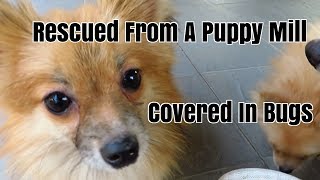 Tick Picking Flea and Tick Infested Pomeranians [upl. by Solracesoj]