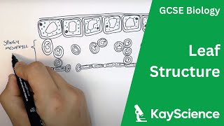 Structure of The Leaf  GCSE Biology  kaysciencecom [upl. by Aynuat]