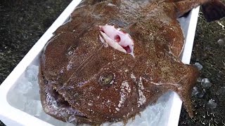 Giant LIVE Monkfish Skinining and Cutting Skills [upl. by Sidalg]