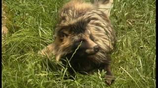 Steckbrief Natur Teil 15 Marderhund Waschbär Mink Seehund [upl. by Iana]