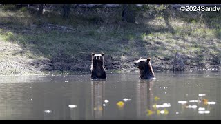 Grizzly Bear 399 amp cubPhotographyJacksonGrand TetonsYellowstoneshorts wildlife best bear [upl. by Toor]