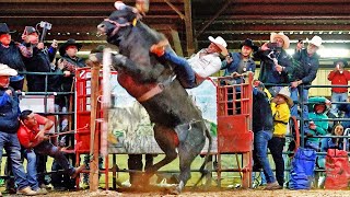 unos dicen que Gano GANSITO DE NAYARIT Otros que el GATO DE OAXACA [upl. by Burchett863]